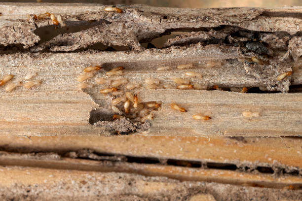 Best Cockroach Control Services  in Twin Lake, MI